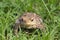 Beautiful frog in grass