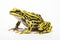 Beautiful frog on a light background. Generative AI