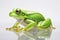 Beautiful frog on a light background. Generative AI