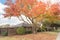 Beautiful front yard of typical single family houses near Dallas in fall season colorful leaves