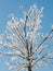 Beautiful frosted tree