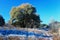 Beautiful frosty morning with rime on grass in the tree shadows