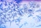 Beautiful frosty pattern with various ornate patterns on the transparent glass on the winter window in delicate lilac and blue