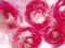 Beautiful frozen abstraction of five ruby â€‹â€‹roses