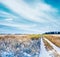 Beautiful frozen fields