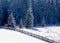 Beautiful frozen fir forest snowy winter landscape