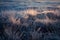 A beautiful frozen wetland grass in the morning light. Field of frozen sedge grass in swamp.