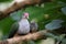 Beautiful fruit dove