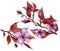 Beautiful fruit tree flower on a twig. Floral set of two twigs in purple and red color. Spring flourish illustration.