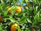 Beautiful fruit tree of oranges of juicy fruits