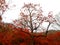 Beautiful Fruitful tree and red fall foliage at the mountainside