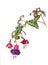 Beautiful fuchsia branch with flowers, buds and berries