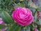 A beautiful fuchsia camellia in a garden