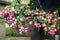 Beautiful fuchsia flowering plants in old wicker pot