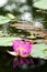 A beautiful fuchsia lotus or waterlily flower in pond