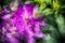 Beautiful fuchsia rhododendron flower. Selective focus and background blur. Spring and summer flowers for wallpaper