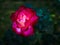 Beautiful fuchsia rose with velvet petals