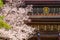 Beautiful full bloom Cherry Blossom - Sakura in scenic spring time at Chion-in temple
