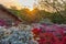 Beautiful full bloom colorful Indian Azaleas  Rhododendron simsii  flowers