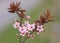 Beautiful full bloom of plum tree prunus cerasifera pissardii