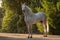 Beautiful full body portrait of a spanish horse stallion
