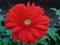 A beautiful full clear pic of red gerbera flower.