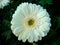 A beautiful full clear pic of white gerbera flower.