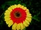 A beautiful full clear pic of yellow-red gerbera flower.