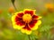 beautiful full detail bloom of open perfect red and yellow flower head close up