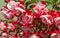 Beautiful full-flowered fuchsia hybrid Swingtime in detail.