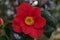 Beautiful full frame image of red camellia with yellow stamens