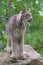 Beautiful full length portrait of North American Lynx