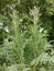 Beautiful full length tall green Flower of Globe artichoke growing in nature