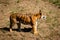 Beautiful full-length tiger Panthera tigris with grass background