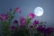 Beautiful full moon with morning glory flowers