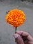 Beautiful full naural image of marigold flowerin India