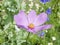 Beautiful full view of pink open cosmos plant petals with yellow
