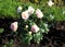 Beautiful fully blooming varietal roses, pale pink with white