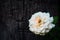 Beautiful fully blossomed white rose with dark background