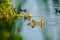 The beautiful Fulvous whistling duck