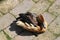 A beautiful Fulvous Whistling Duck  in the Birds of Eden free flight sanctuary, South Africa.