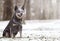 Beautiful and fun australian cattle dog puppy shepherd waiting i