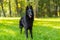 Beautiful fun Groenendael dog puppy waiting. Black Belgian Shepherd Groenendael Autumn Portrait