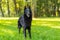 Beautiful fun Groenendael dog puppy waiting. Black Belgian Shepherd Groenendael Autumn Portrait