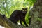 Beautiful funny black Bombay cat with big yellow eyes sitting on a tree in summer nature