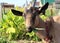 Beautiful funny brown horned goat chews fresh grass in summer on the farm