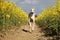 Beautiful funny galgo is running in a yellow rape seed field