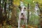 Beautiful funny galgo is standing in an autumn forest