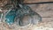 Beautiful funny little young rabbit cubs and their mom sleep in a cage on farm.