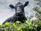 Beautiful and funny looking black angus cow behind natural hedge. Selective focus